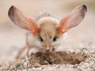 रेगिस्तान का मिकी-माउस, सबसे बड़े होते हैं चूहे जैसे इस जानवर के कान, क्या है वजह?