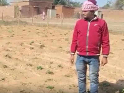 Chatra News: कश्मीर की तर्ज पर चतरा में स्ट्रॉबेरी की खेती से किसान ने बदली तकदीर, आत्मनिर्भरता की बने मिसाल