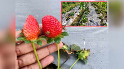 गडचिरोली जिल्ह्यात फुलवली स्ट्रॉबेरीची बाग; असा केला प्रयोग यशस्वी