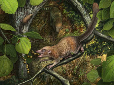 Oldest primate fossil: डायनोसॉर के साथ रहते थे इंसानों के पूर्वज? 6.5 करोड़ साल पुराने जीवाश्म बता रहे कहानी