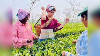 Assam Assembly Election 2021: इस बार असम की चाय क्यों हो गई है खास? लुभाने में जुटे राजनीतिक दल