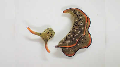 Sea Slug Regeneration: पहले अपना सिर काटते हैं, फिर पूरा नया शरीर बना लेते हैं ये विचित्र समुद्री जीव...क्यों और कैसे का जवाब ढूंढ रहे वैज्ञानिक