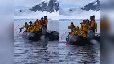 Video: नन्हे पेंग्विन ने किलर वेल से कुछ यूं बचाई जान, छलांग मारी और सीधा नाव में