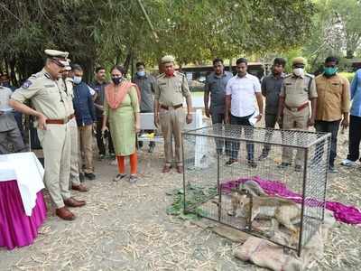 రాబడి లేని సాగు.. జింకల వేటగాడిగా రైతు.. నిర్మల్ TO హైదరాబాద్.. ఘోరం వెలుగులోకి