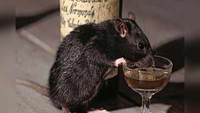 Bihar an Haryana Rats: हरियाणा से ज्यादा बिहार के चूहे काबिल, लंच में पीते शराब और डिनर में खाते हैं बांध... हरियाणा से तुलना पर मनोज झा की चुटकी