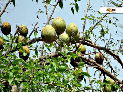 মহাদেবের প্রিয় এই ফল, ডায়াবিটিস-সহ অন্যান্য রোগে সঞ্জীবনীর মত কাজ করে! জানতেন...