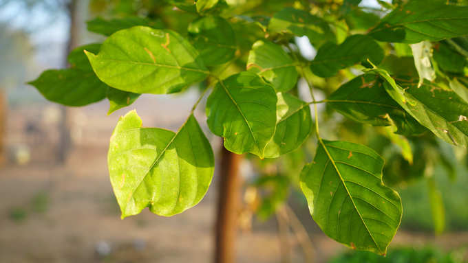 ​ಶಿವರಾತ್ರಿ ಹಬ್ಬದಂದು ಬಿಲ್ವಪತ್ರೆಯ ಮಹತ್ವ