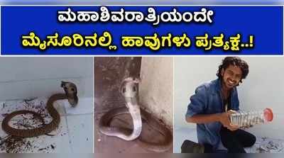 ವಿಡಿಯೋ: ಮಹಾಶಿವರಾತ್ರಿಯಂದೇ ಮೈಸೂರಿನಲ್ಲಿ ಹಾವುಗಳು ಪ್ರತ್ಯಕ್ಷ..!