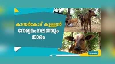 നേര്യമംഗലത്ത് കൗതുകമുണർത്തി കാസർകോട് കുള്ളന്‍ പശുക്കൾ, വീഡിയോ കാണാം