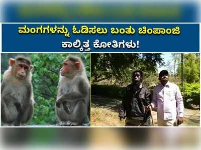 ವಿಡಿಯೋ: ಗೌರಿಬಿದನೂರಲ್ಲಿ ಮಂಗಗಳನ್ನು ಓಡಿಸಲು ಬಂತು ಚಿಂಪಾಂಜಿ, ಕಾಲ್ಕಿತ್ತ ಕೋತಿಗಳು..!