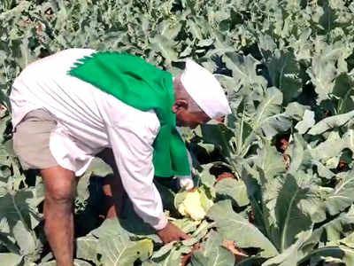 ಪಾತಾಳಕ್ಕೆ ಕುಸಿದ ಎಲೆಕೋಸು ಬೆಲೆ; ಕಂಗಾಲಾಗಿ ಪೂರ್ತಿ ಬೆಳೆಯನ್ನೇ ಕಿತ್ತು ಹಾಕಿದ ಬೆಳೆಗಾರ..!