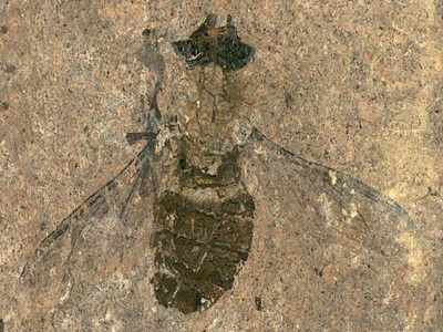 विश्व धरोहर स्थल से 4.7 करोड़ साल पुरानी मक्खी का जीवाश्म बरामद, पेट में भरा मिला खाना