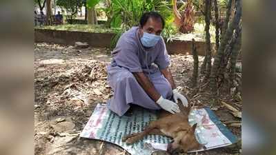 കളക്ടറേറ്റിൻ്റെ റാണി ക്ക് ഗുരുതര അപകടം; അടിയന്തര ചികിത്സയില്‍ ജീവന്‍തിരികേ...