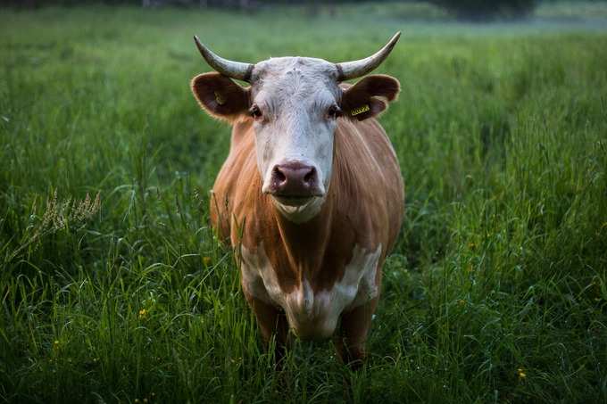 ​6. ಈ ಮಂತ್ರವನ್ನು ಪಠಿಸಿ