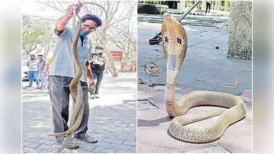 తిరుమలలో పాముల కలకలం.. భయంతో భక్తుల పరుగులు 