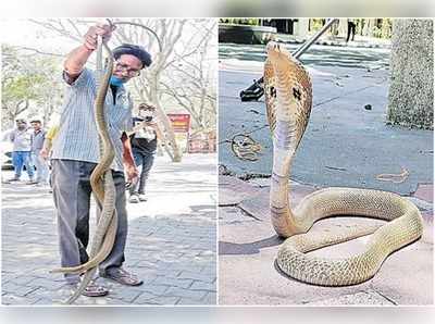 తిరుమలలో పాముల కలకలం.. భయంతో భక్తుల పరుగులు