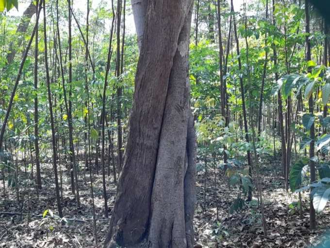 ಕೊಡಗಿನಲ್ಲಿ ಮಿಯಾವಾಕಿ ಫಾರೆಸ್ಟ್