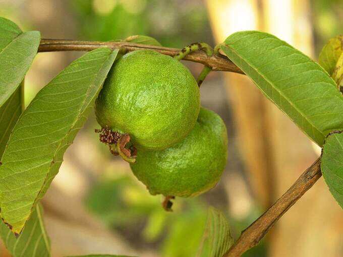 പേരയ്ക്കയുടെ ഇല