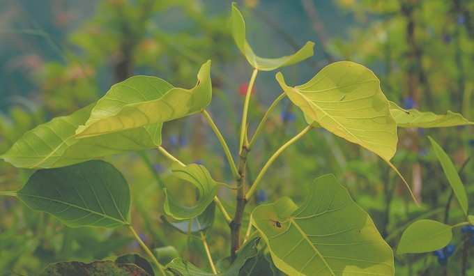 ​5. ಅರಳಿ ಮರಕ್ಕೆ ಇವುಗಳನ್ನು ಅರ್ಪಿಸಿ