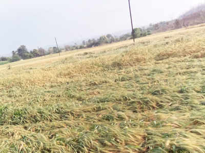 मेळघाटाला वादळी पावसाने झोडपले, शेतकऱ्यांचे मोठे नुकसान