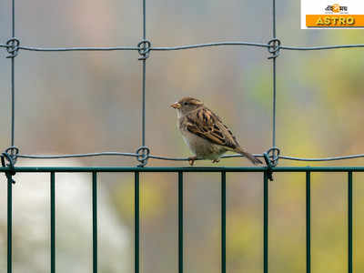 বিশ্ব চড়াই দিবস ২০২১: বাস্তু বলছে ঘরে চড়াইয়ের বাসা থাকলে লাভ আপনার!