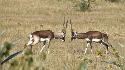 ಕೃಷ್ಣಮೃಗ, ಕರಡಿಗಳ ನೆಲವೀಡು ಮಧುಗಿರಿ: ಒಮ್ಮೆ ನೋಡ ಬನ್ನಿ ಏಕಶಿಲಾ ನಗರಿಯ ಸೊಬಗನ್ನು