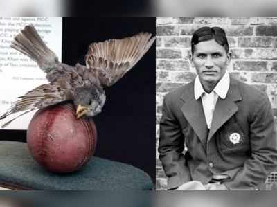 ભારતીય ક્રિકેટરના બોલથી થયું હતું ચકલીનું મોત, હાલમાં મ્યૂઝિયમમાં છે તે મૃત ચકલી 