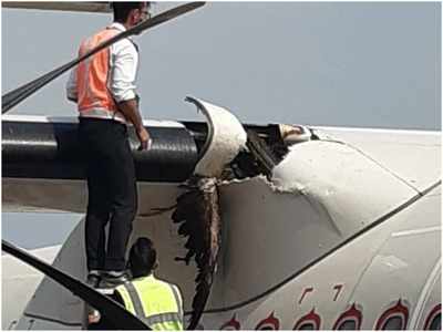 Himachal Pardeseh News: कांगड़ा एयरपोर्ट पर विमान से टकराया पक्षी, एक हिस्सा क्षतिग्रस्त, यात्री सुरक्षित