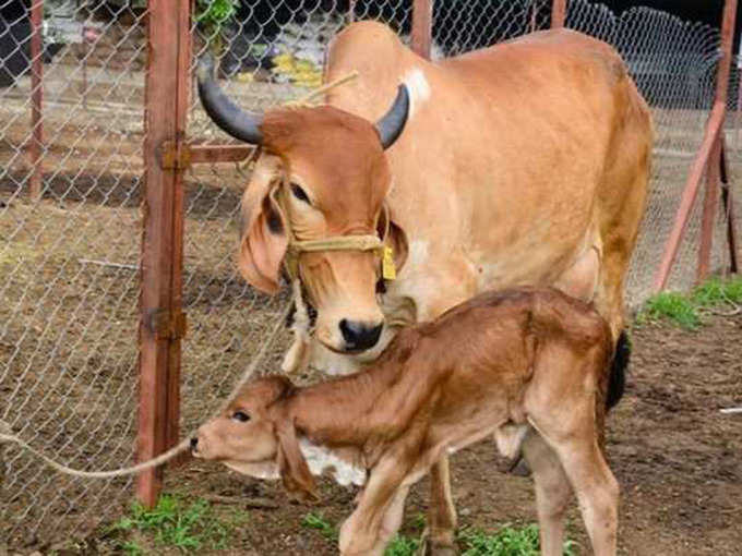 स्वप्नात गाय दिसली तर