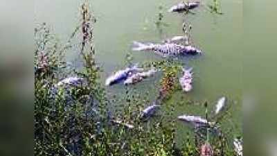 धक्कादायक! सलीम अली सरोवरमध्ये हजारो मासे मृत्यूमुखी