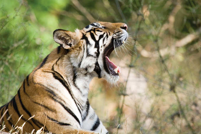 বাঘের সঙ্গে বাসা বাঁধতে মধ্যপ্রদেশের অরণ্যে...