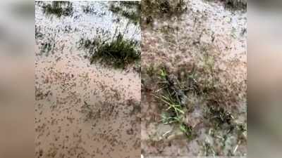 ऑस्ट्रेलिया में बाढ़ के पानी पर तैरती नजर आईं लाखों मकड़ियां, वीडियो देख दहशत में आए लोग