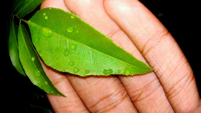 ​ಬೇವಿನ ಎಲೆಗಳು