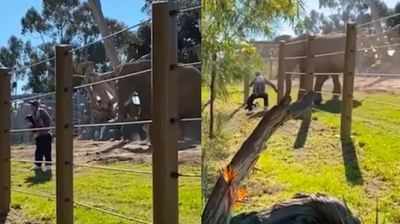 Zooમાં પિતાએ હાથી નજીક ફોટો પડાવવા માટે માસૂમ બાળકનો જીવ જોખમમાં મૂકયો..Video