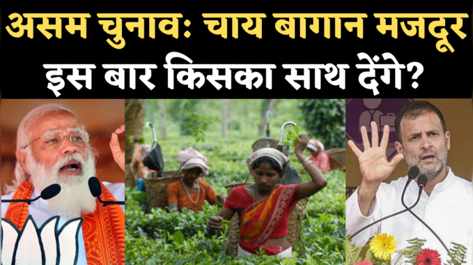 Assam Assembly Elections: चाय मजदूरों को लुभा रहीं बीजेपी, कांग्रेस, समझिए इनके वोट की अहमियत