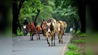 গোরু পাচারকাণ্ডে এবার আদালতের দ্বারস্থ বিনয় মিশ্র