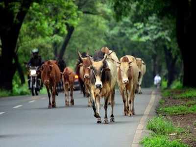 গোরু পাচারকাণ্ডে এবার আদালতের দ্বারস্থ বিনয় মিশ্র