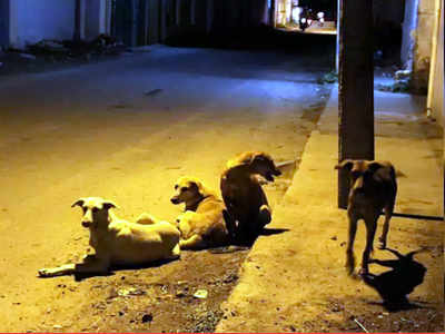 अंबरनाथमध्ये भटक्या कुत्र्यांचा चिमुरड्यावर हल्ला
