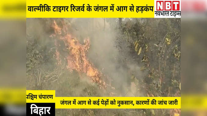 Bagaha News: वाल्मीकि टाइगर रिजर्व के जंगल में आग से हड़कंप, कई एकड़ में पेड़ों को पहुंचा नुकसान