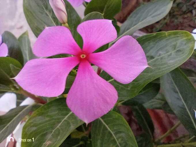 Macro Camera Shot Pink Flower