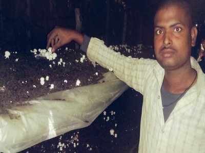 Siddharthnagar news: मशरूम की खेती से बने आत्मनिर्भर, अब दूसरों को दे रहे हैं रोजगार