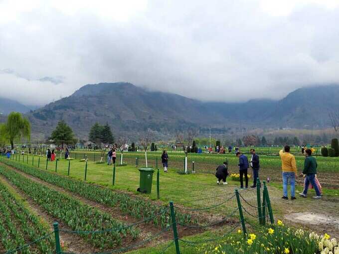 Tulip Garden