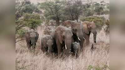 धरती से जल्द ही विलुप्त हो सकते हैं अफ्रीकी हाथी? तेजी से घट रही तादाद से वैज्ञानिक भी परेशान