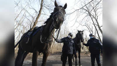 सरकारी सेवा से रिटायर होने वाले कुत्तों, घोड़ों को पेंशन देगा पोलैंड