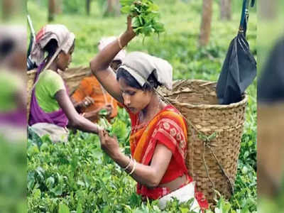 Assam Elections 2021 Ground Report: CAA और चाय बागान से बागी सुर...असम में BJP का पासा- नौकरी, सड़क, बैंकों में पैसा
