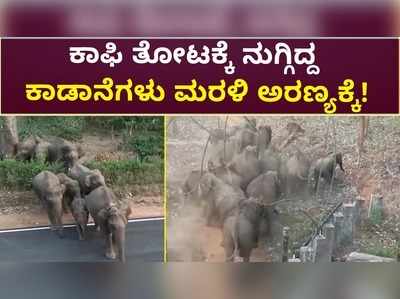 ಕಾಫಿ ತೋಟಕ್ಕೆ ನುಗ್ಗಿದ್ದ ಕಾಡಾನೆಗಳು ಮರಳಿ ಅರಣ್ಯಕ್ಕೆ!