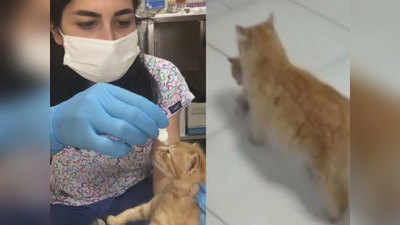 वीडियो: बीमार था बच्‍चा, इलाज की गुहार लेकर डॉक्‍टरों के पास अस्‍पताल पहुंची मां बिल्‍ली
