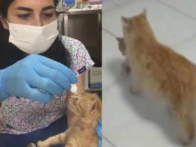 वीडियो: बीमार था बच्‍चा, इलाज की गुहार लेकर डॉक्‍टरों के पास अस्‍पताल पहुंची मां बिल्‍ली