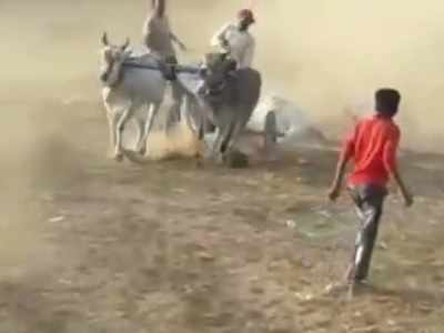 बैलगाड़ी रेस में बिगड़ा बैलेंस, दो सेकंड में खराब हुआ खेल, मची अफरातफरी, देखें वीडियो