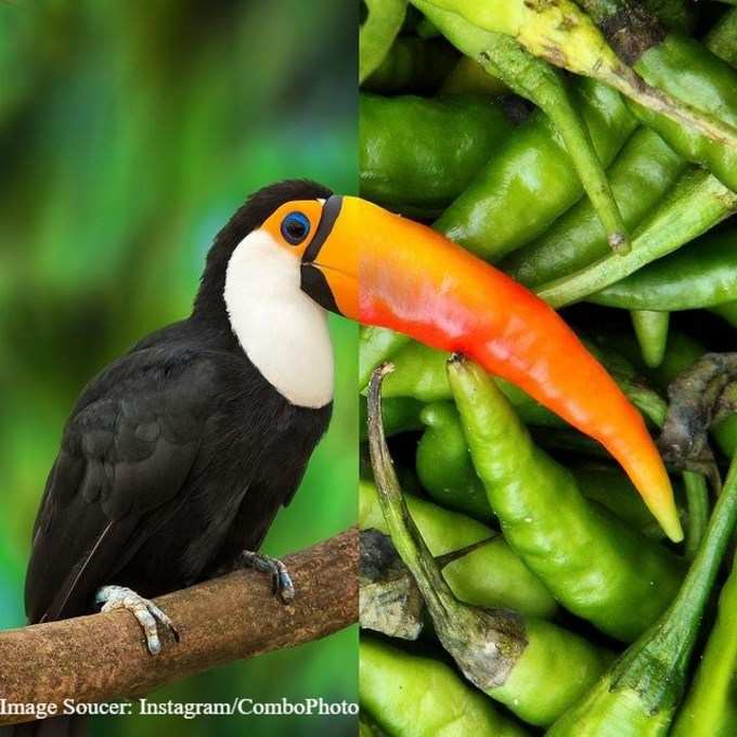 வியக்க வைக்கும் கிரியேட்டிவ் காம்போ போட்டோஸ்